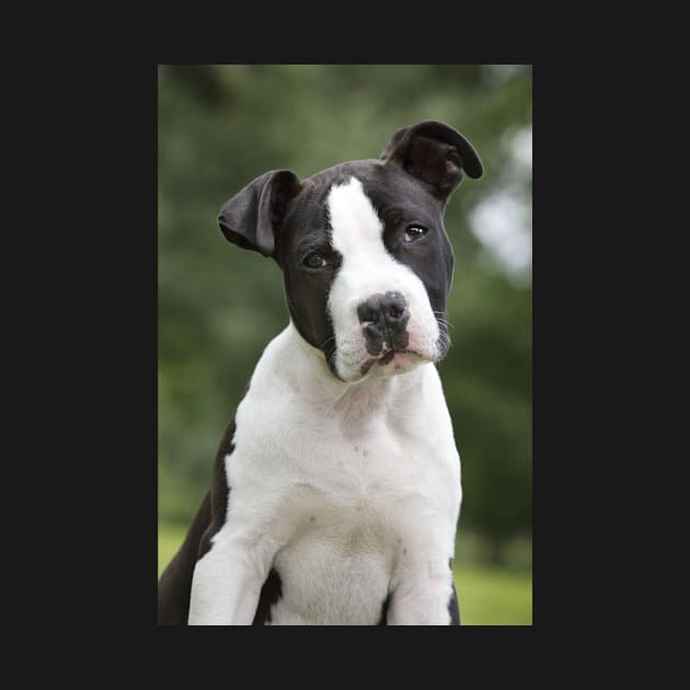 American Staffordshire Terrier Puppy Dog by ScienceSource