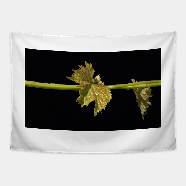 Vine Leaf on black background by Avril Thomas Tapestry by MagpieSprings