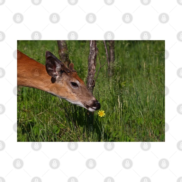 Spring is here! White-tailed deer by Jim Cumming