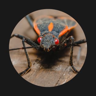 Boxelder Bug Macro Photograph T-Shirt