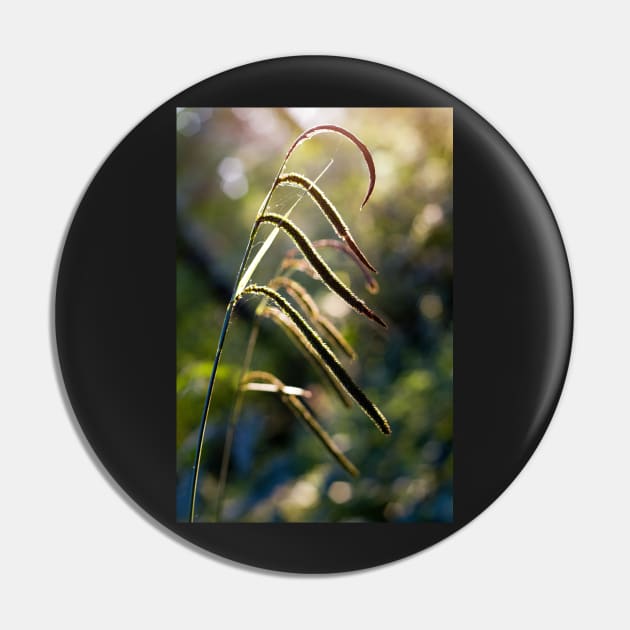 Pendulous Sedge Carex Pendula Pin by heidiannemorris