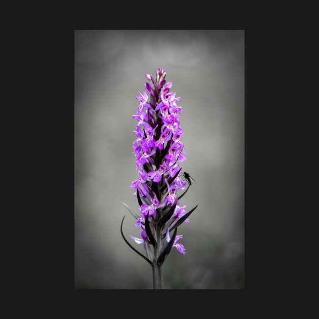 Northern Marsh Orchid by TonyNorth