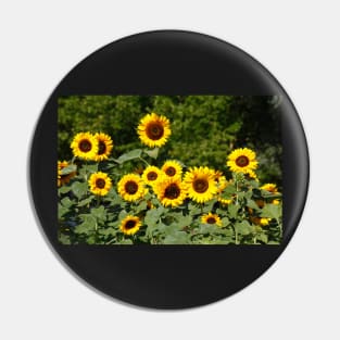 Sunflower, sunflower, (Helianthus annuus) Pin