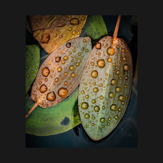 Pondweed Leaves with Raindrops by TonyNorth