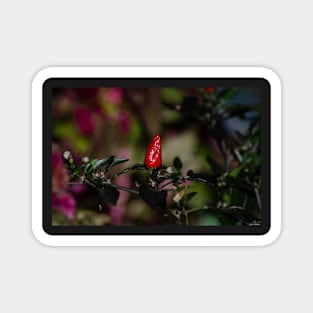 Chili Pepper Magnet