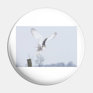 Snowy Owl in flight Pin