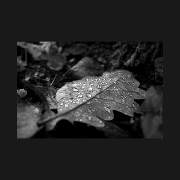 Dew Drops on Autumn Leaves by cinema4design