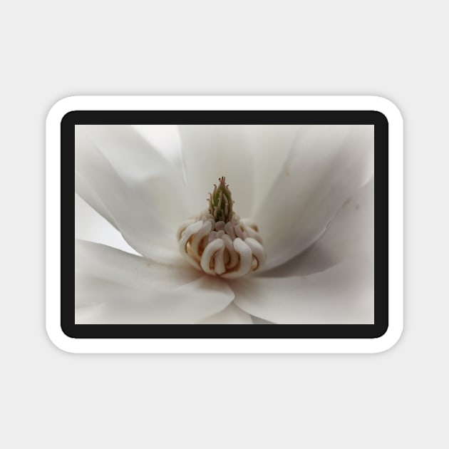 White Magnolia Magnet by gracethescene