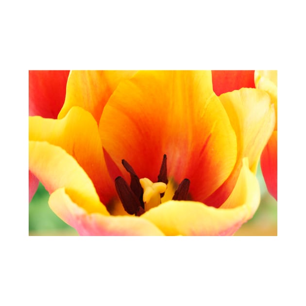 Tulipa  &#39;Indian Summer&#39;  Triumph Group  Tulip by chrisburrows