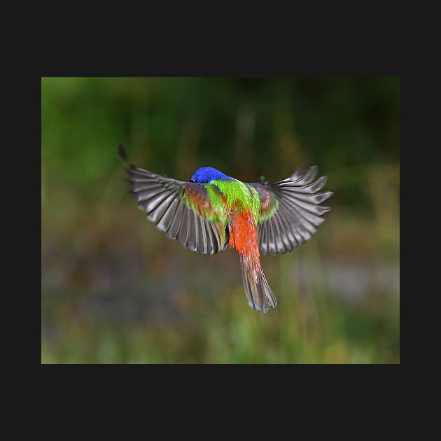 Painted Bunting Bird Flying Colors by candiscamera