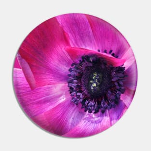 Purple poppy anemone Pin