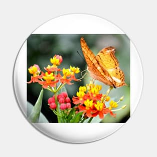 Orange Butterfly on Tropical Lantana Flowers Pin