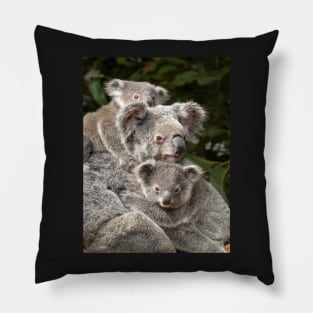 Koalas: Sticking Close to Mum Pillow