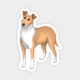 Sable Smooth Collie Dog Magnet