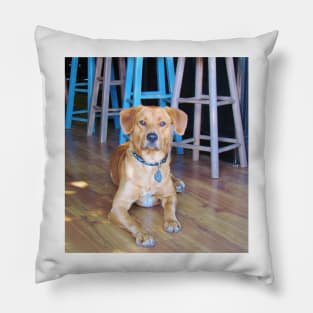 Dog In A Bar Pillow