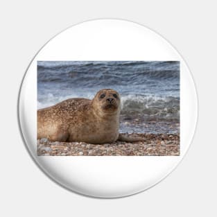 A common seal at Portgordon Scotland - 2 Pin