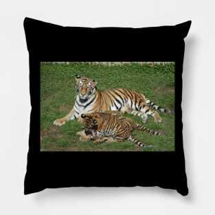 Tiger Mom and Cubs Pillow