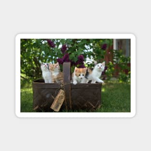 Cute Cats in Basket Magnet