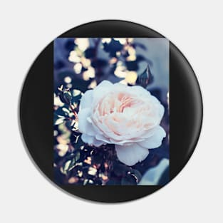 Mild delicate rose image Pin