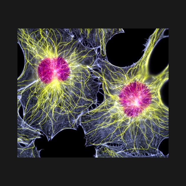 Fibroblast cells showing cytoskeleton (P780/0110) by SciencePhoto