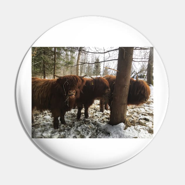 Scottish Highland Cattle Calves 1962 Pin by SaarelaHighland