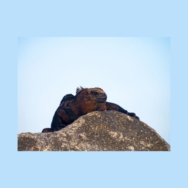 SUNBATHING LIZARD by NATURE WILD