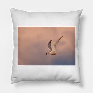 Common Tern with fish Pillow