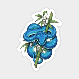 Blue Pit Viper Bamboo Vintage Illustration Magnet