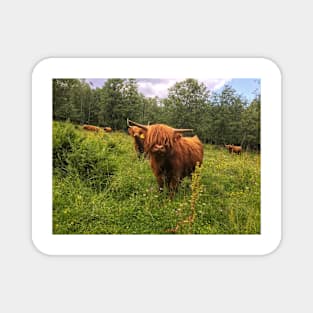 Scottish Highland Cattle Calf 2031 Magnet