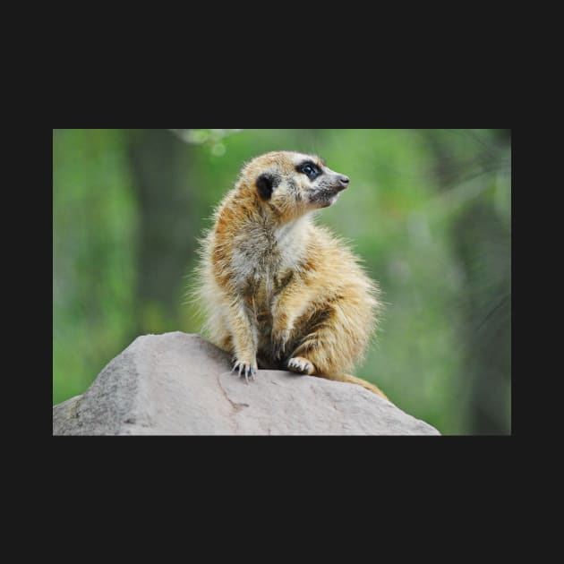 Meerkat by DeVerviers