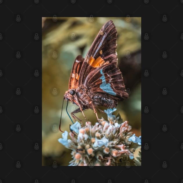 Beautiful Resting Butterfly. Macro Photograph by love-fi