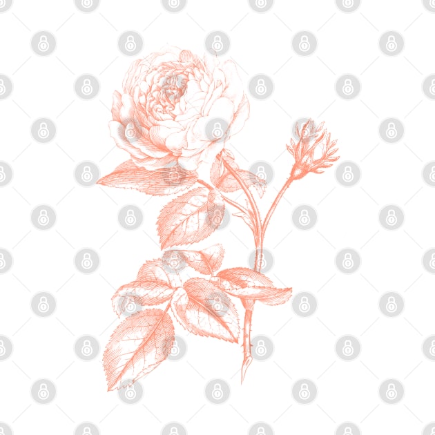 Pink Rose Flower Monochrome Illustration by Biophilia