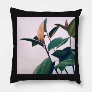 Ficus Elastica #4 Pillow