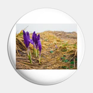 Alpine crocuses Pin