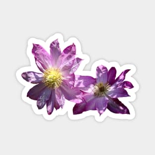 Two Pink Clematis Magnet