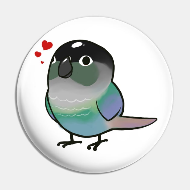 Conure 4 Pin by Shemii