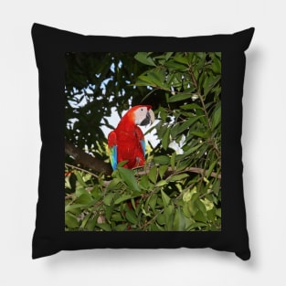 Scarlet Macaw Pillow