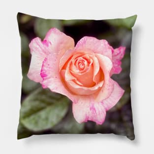 Pink Roses in Spring Pillow