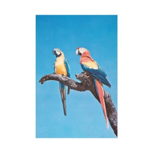 Colorful macaws, Florida postcard T-Shirt