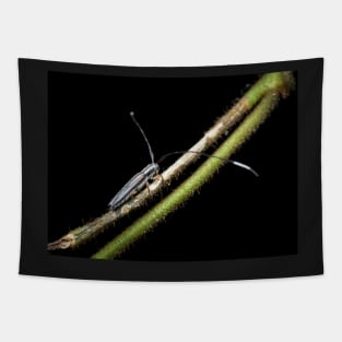 A longhorn beetle (Nyctimenius tristis) Tapestry