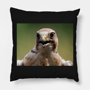 Saker Falcon Pillow