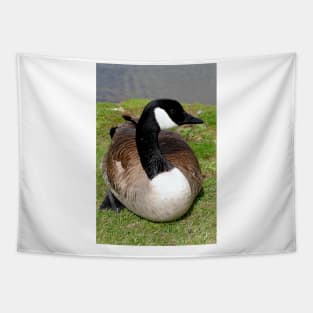 Canada Goose Canadian Geese Wild Bird Tapestry