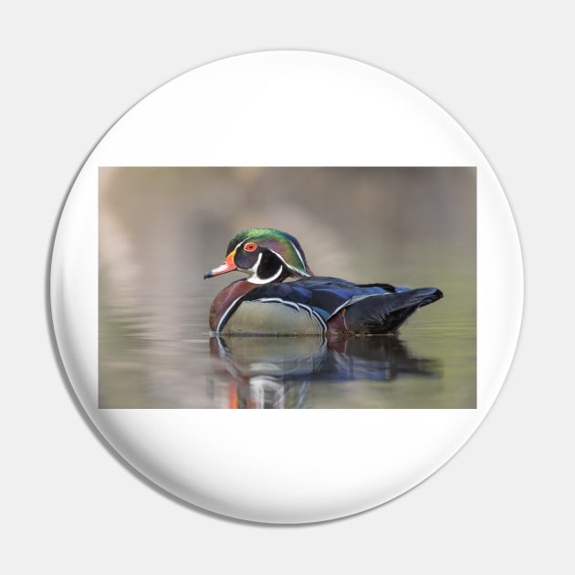 Wood duck swimming Pin by Jim Cumming