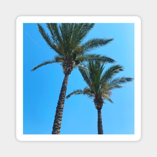 Pretty picture of a Palm Tree. Pretty Palm Trees Photography design with blue sky Magnet