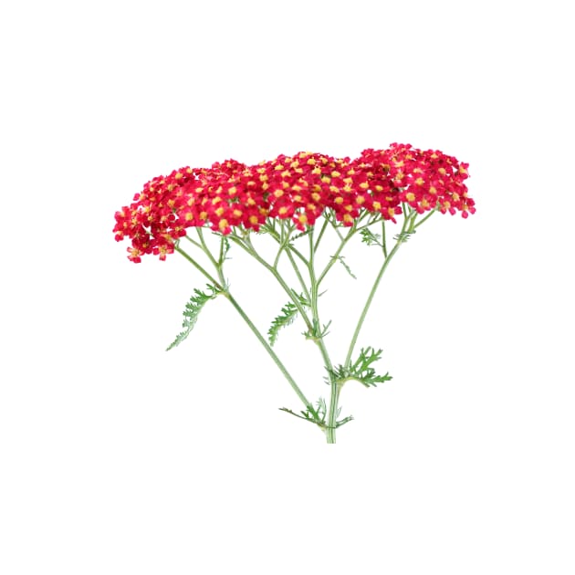 Achillea &#39;Fanal&#39; Yarrow Syn. Achillea &#39;The Beacon&#39; by chrisburrows