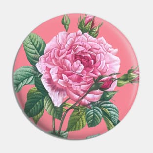 Pink Rose Flowers with Green Leaves Pin