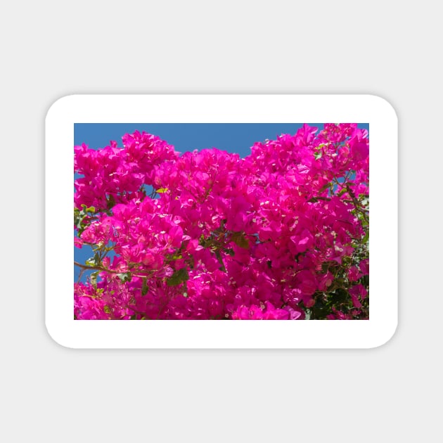 Bright pink bougainvillea flowers and vine Magnet by brians101