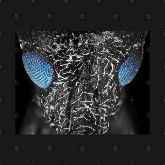 Weevil beetle under microscope in visible + UV light by SDym Photography