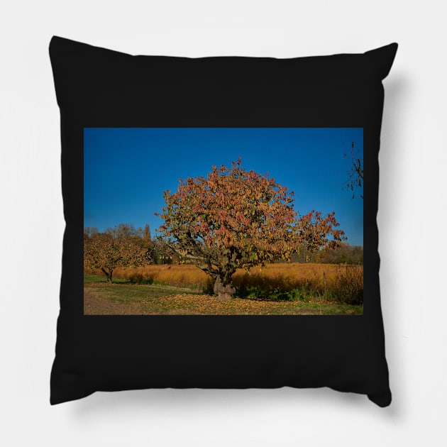 Gnarled fruit tree Pillow by mbangert