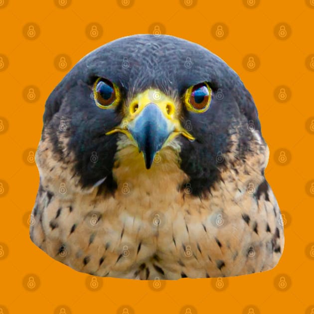 Peregrine Stare by dalyndigaital2@gmail.com